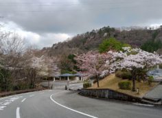 「花開花写真」桜・5区墓所付近④