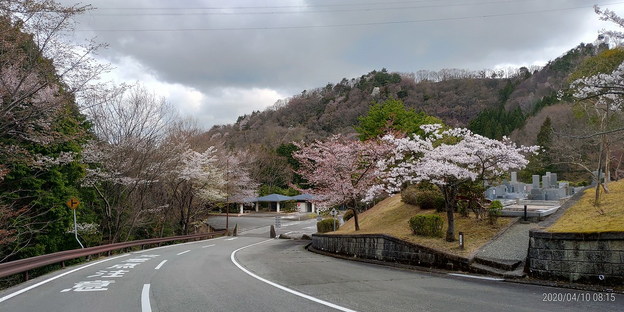 「花開花写真」桜・5区墓所付近④