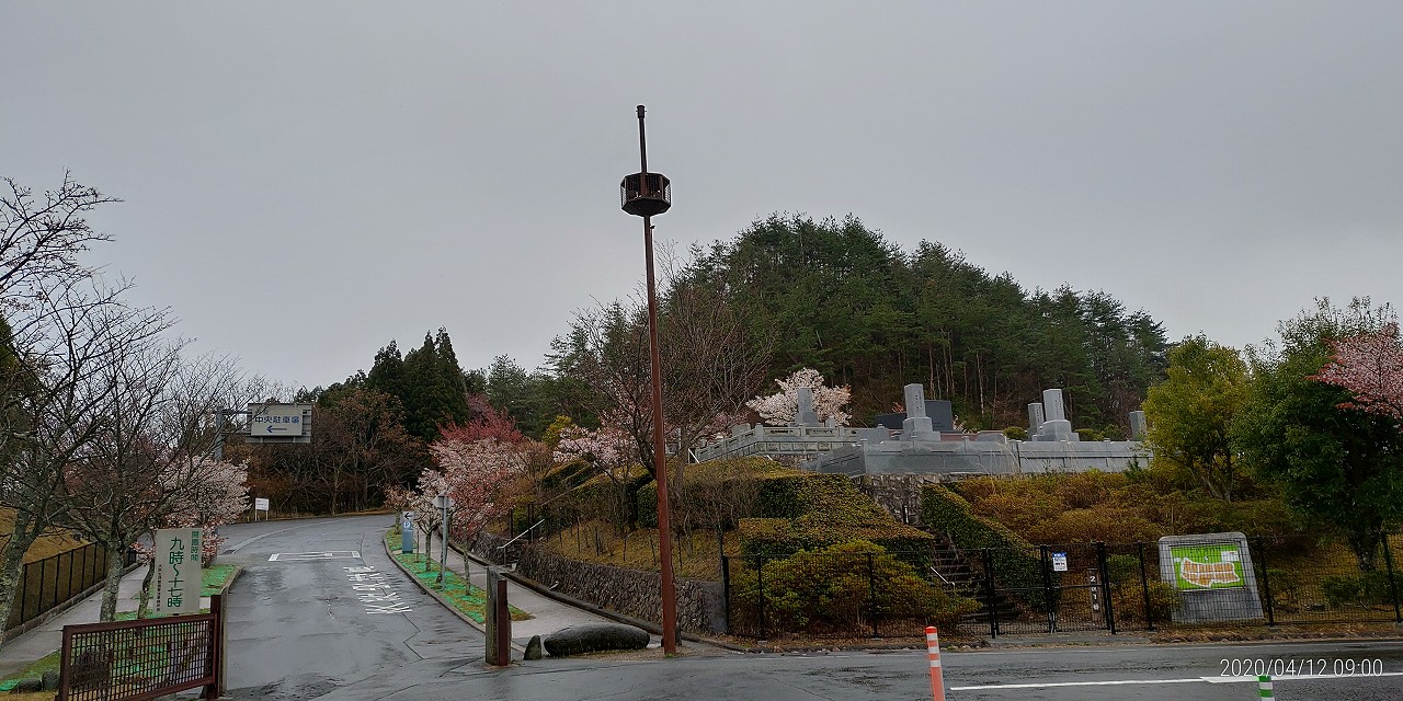 桜開花情報「モニュメント・2区風景」