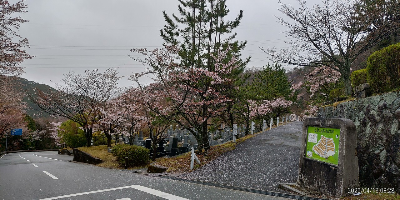 桜情報「5区1/2番枝道風景」