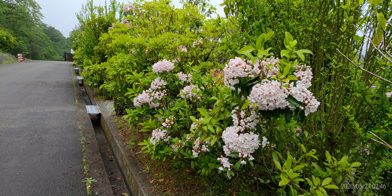 5区墓所・開花（カルミア）①