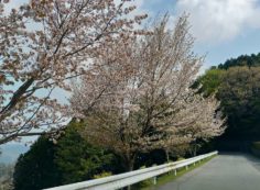 8区6番墓所付近「山桜」