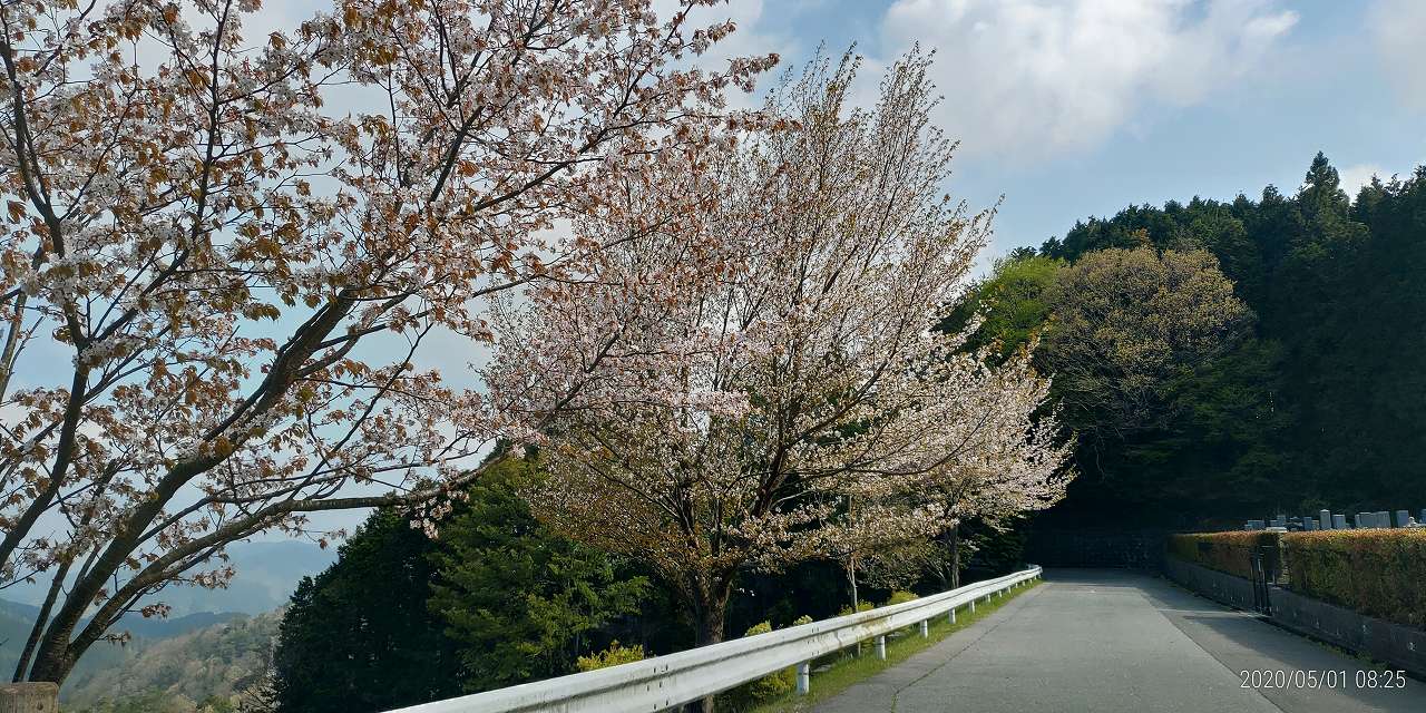 8区6番墓所付近「山桜」