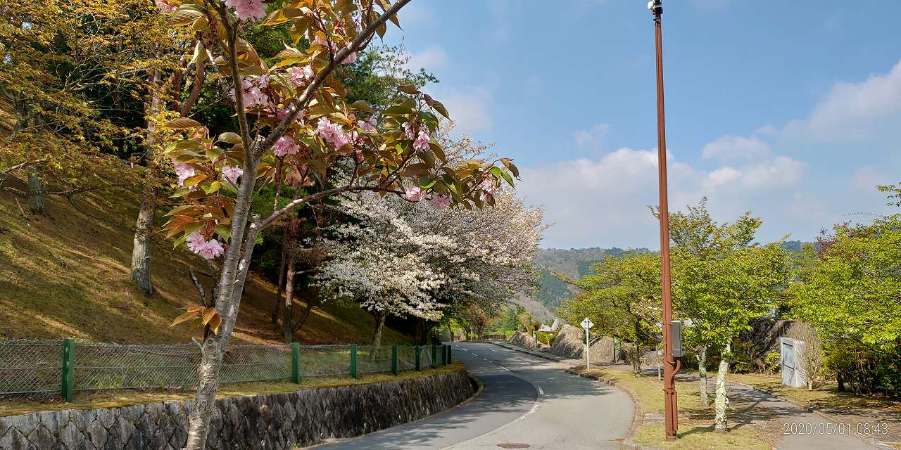 バス通り・10区8番付近「山桜」