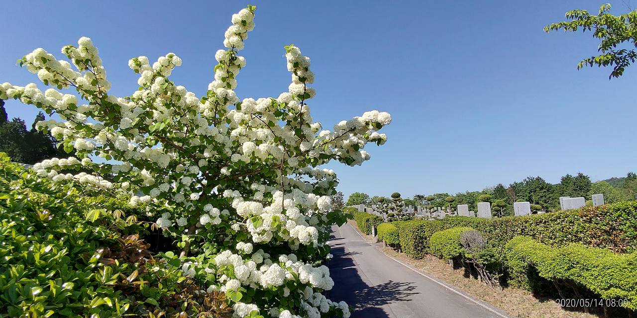 2区墓所墓参道「大手毬」