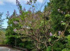 10区バス横・桐の花