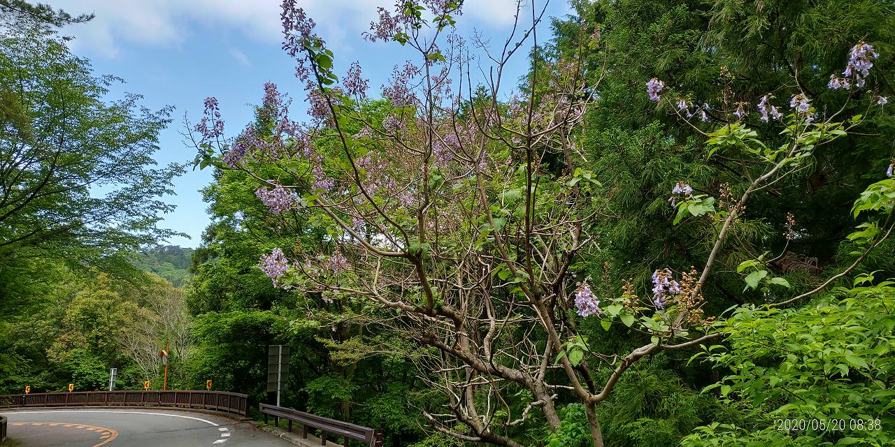 10区バス横・桐の花