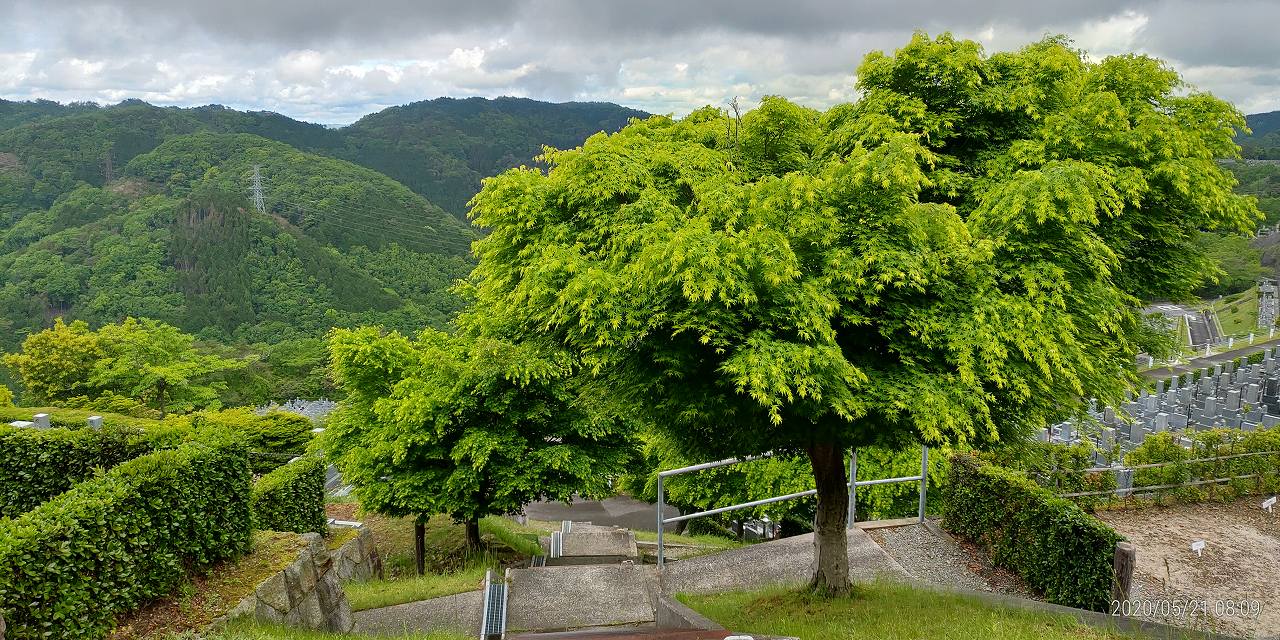 7区7番墓域・新緑の（イロハモミジ）