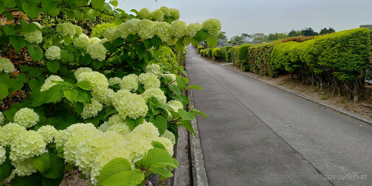 2区3/3番墓参道「小手毬」風景