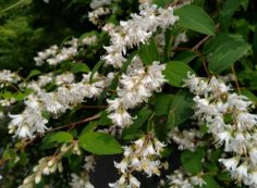 霊園内・草花「姫空木（ヒメウツギ）」