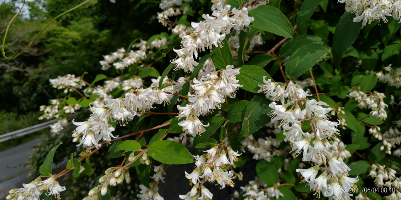 霊園内・草花「姫空木（ヒメウツギ）」