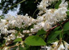 霊園内・草花「姫空木（ヒメウツギ）」