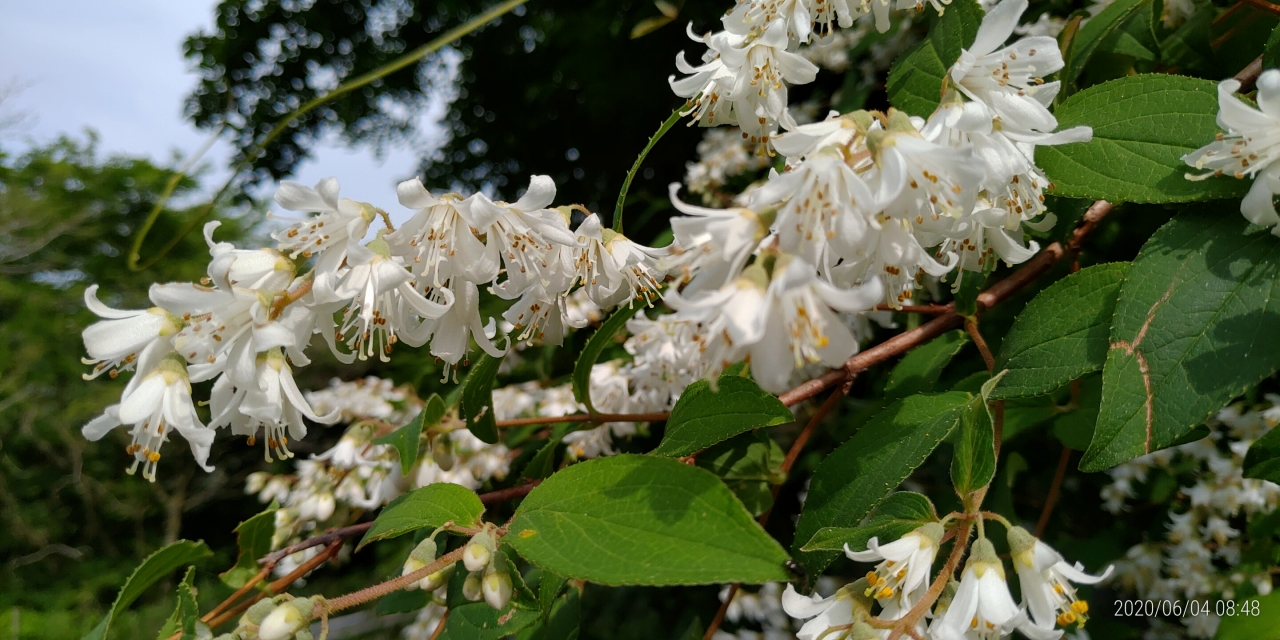 霊園内・草花「姫空木（ヒメウツギ）」