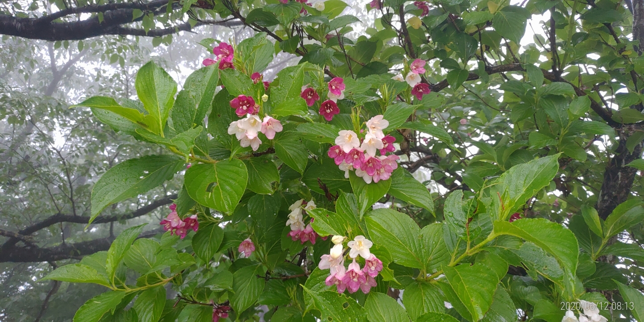 3区4番墓所内（花情報・紫陽花）