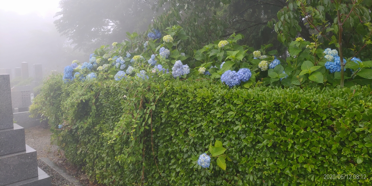 3区4番墓所内（花情報・紫陽花）