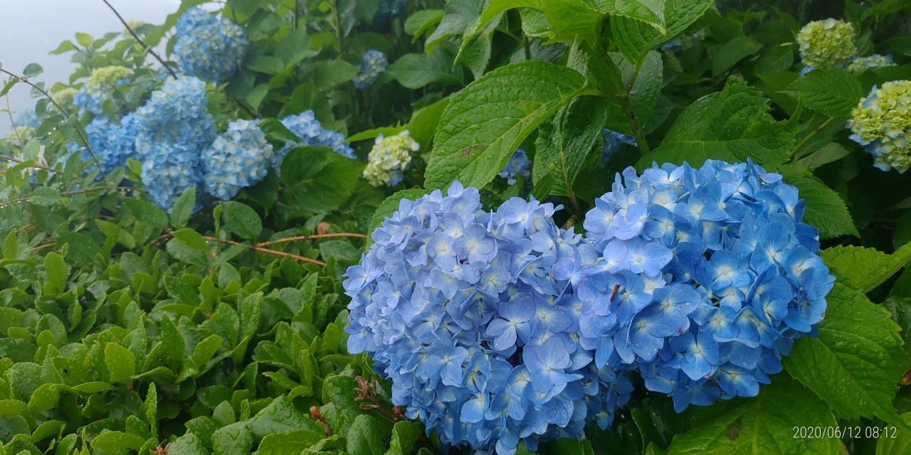 3区4番墓所内（花情報・紫陽花）