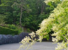 令和2年6月10日(水)　仏滅　　