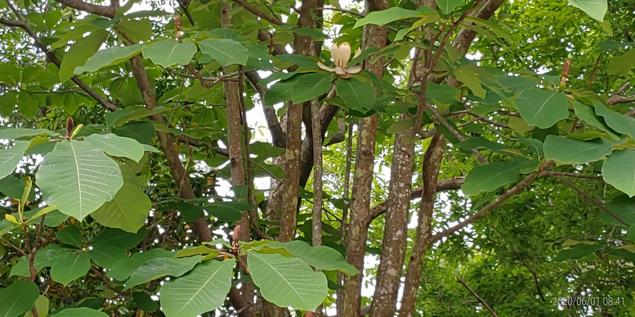 朴の木（ホウノキ・花）