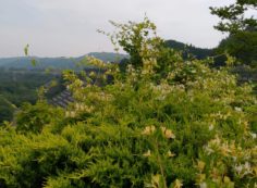 霊園内・草花「吸葛（スイカズラ）」