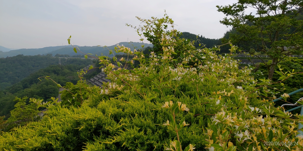 霊園内・草花「吸葛（スイカズラ）」