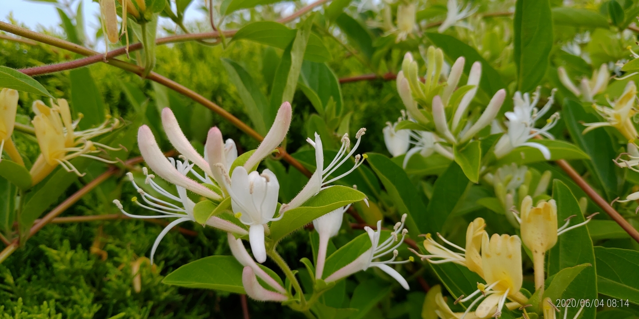 霊園内・草花「吸葛（スイカズラ）」