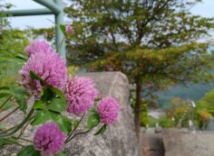 霊園内・草花「紫詰草（ムラサキツメゲサ）」