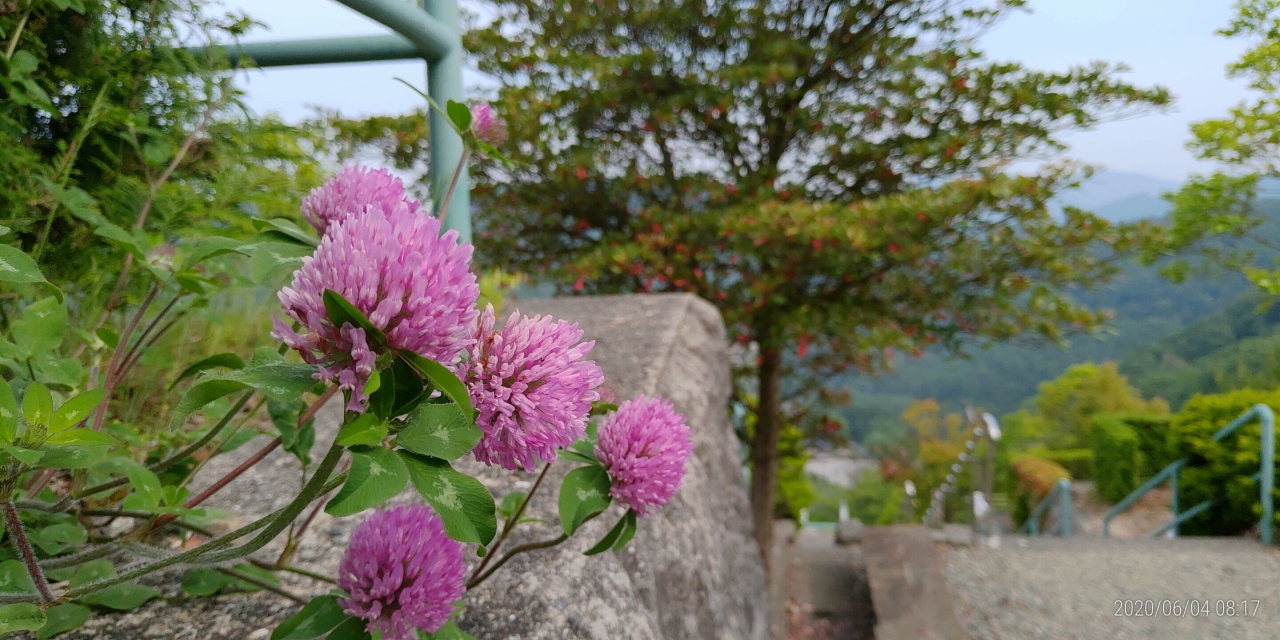 霊園内・草花「紫詰草（ムラサキツメゲサ）」