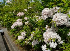 霊園内・草花「紫詰草（カルミア）」