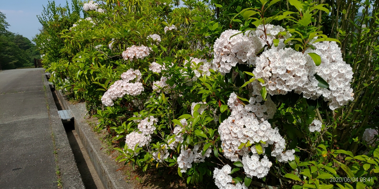 霊園内・草花「紫詰草（カルミア）」