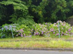 霊園5区墓所手前（紫陽花）