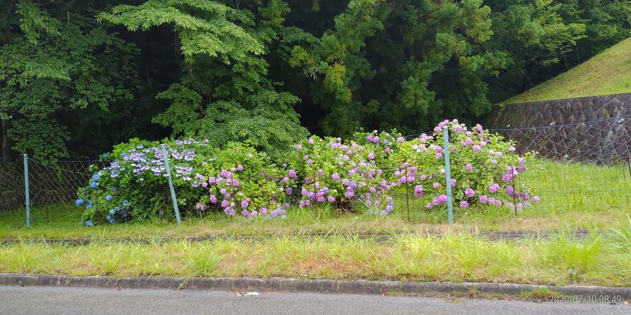 霊園5区墓所手前（紫陽花）