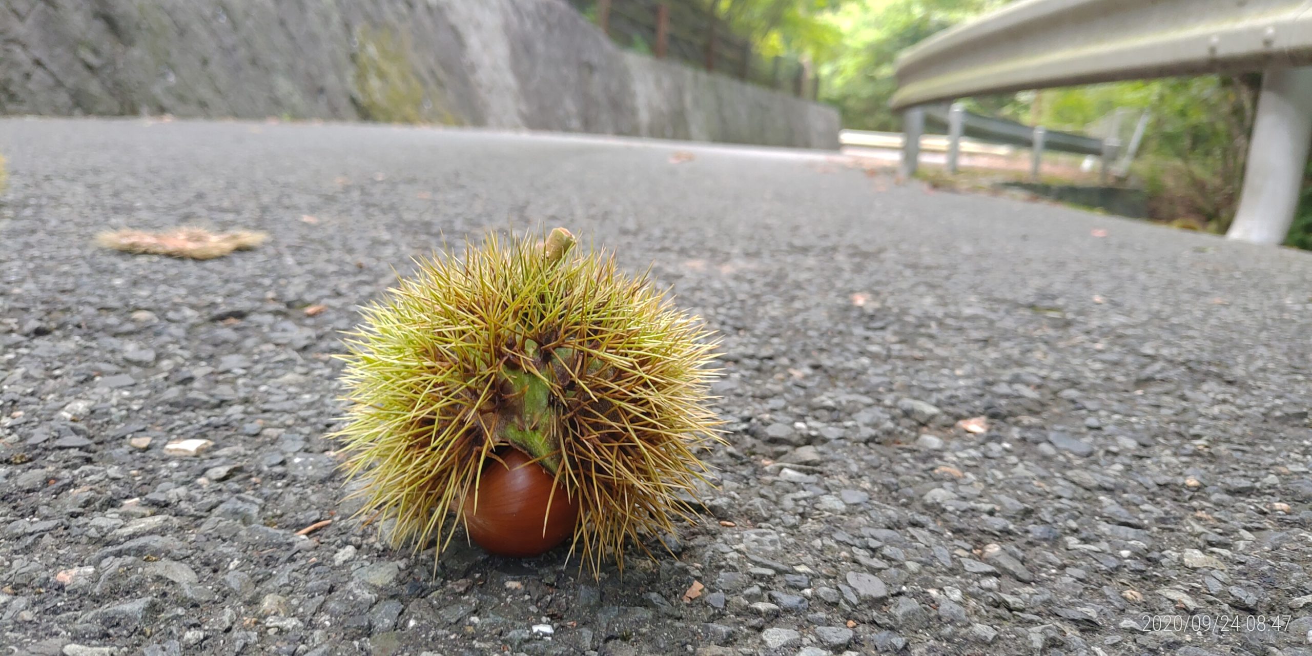 霊園内・・枝道・・秋の知らせ！！！