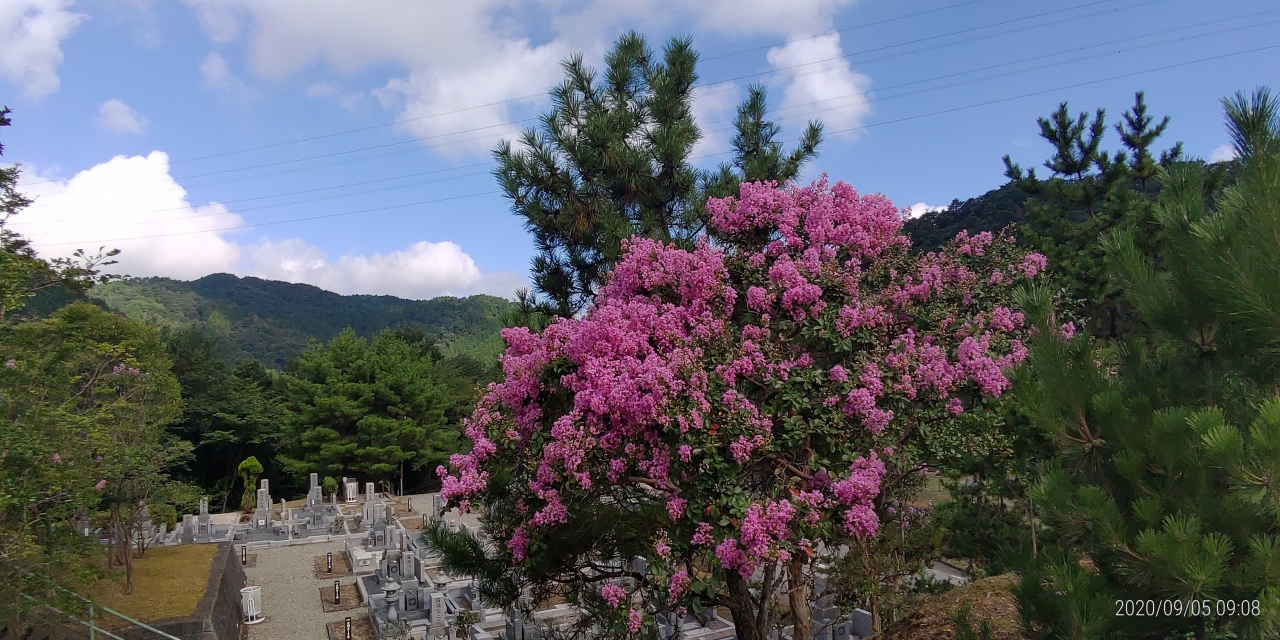 5区1番墓所風景(花:サルスベリ）②