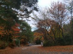 バス通り・八天の森バス停風景