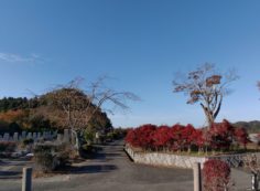 臨時駐車場・1区10番枝道風景