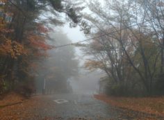 バス通り・八天の森バス停風景