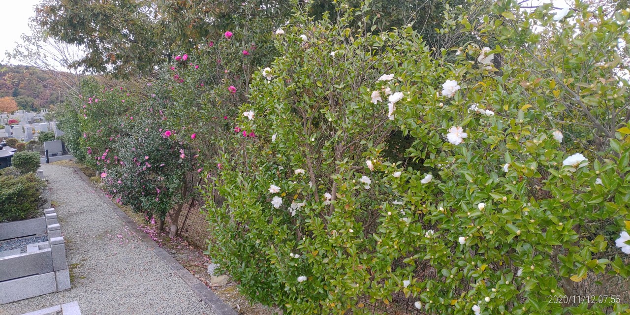 1区10番墓所　山茶花