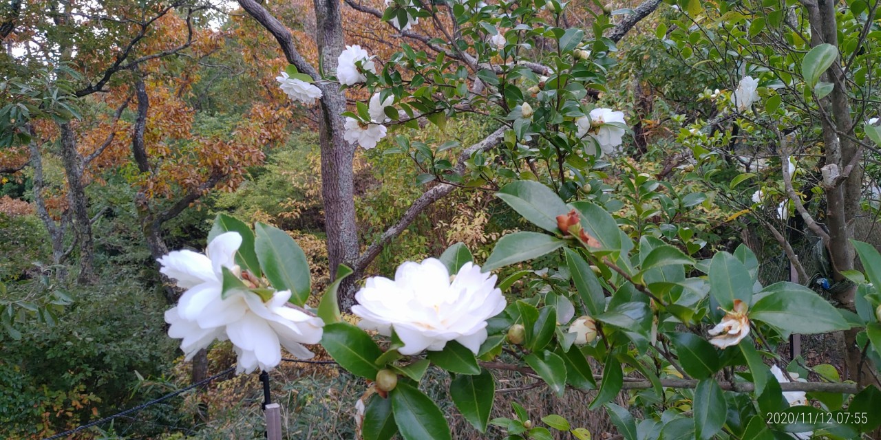 1区10番墓所　山茶花