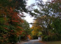 バス通り・八天の森風景