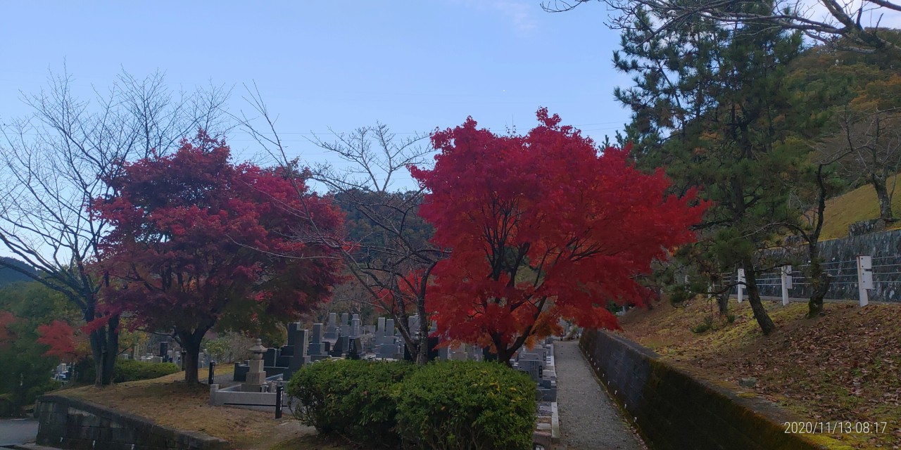 5区1番墓所内も紅葉風景