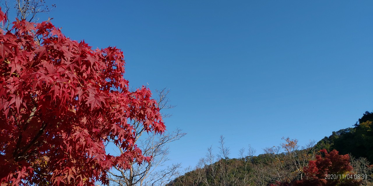 5区1番墓所内も紅葉風景