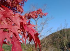 5区1番墓所内も紅葉風景