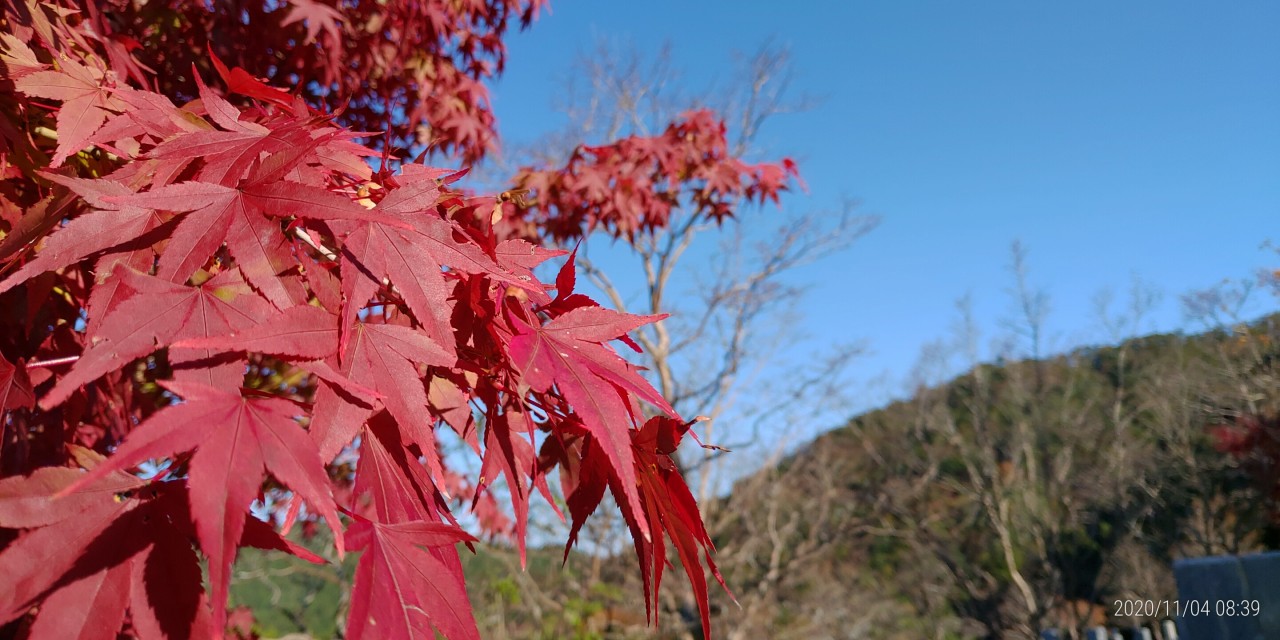 5区1番墓所内も紅葉風景