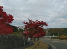 バス通り・8区バス停手前風景