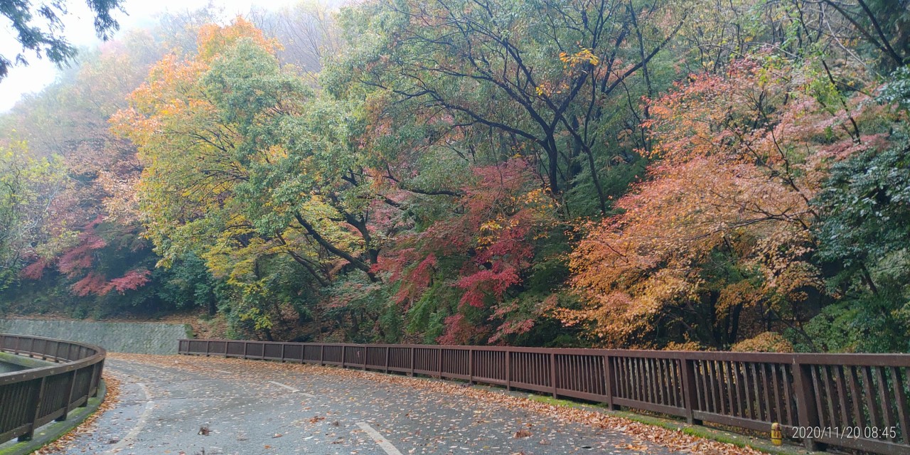 霊園バス通り風景