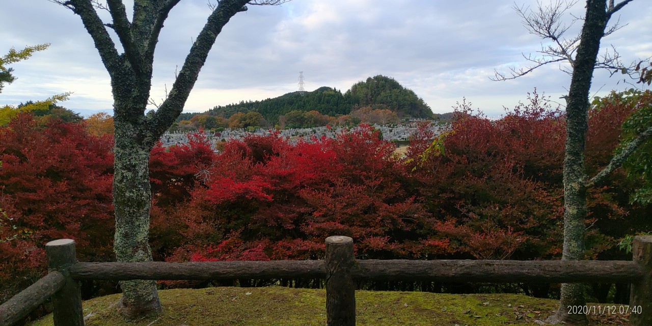 北口バス停休憩所裏　ドウダンつつじ