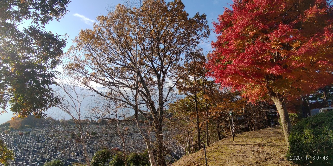 11区1番墓所内（紅葉）風景