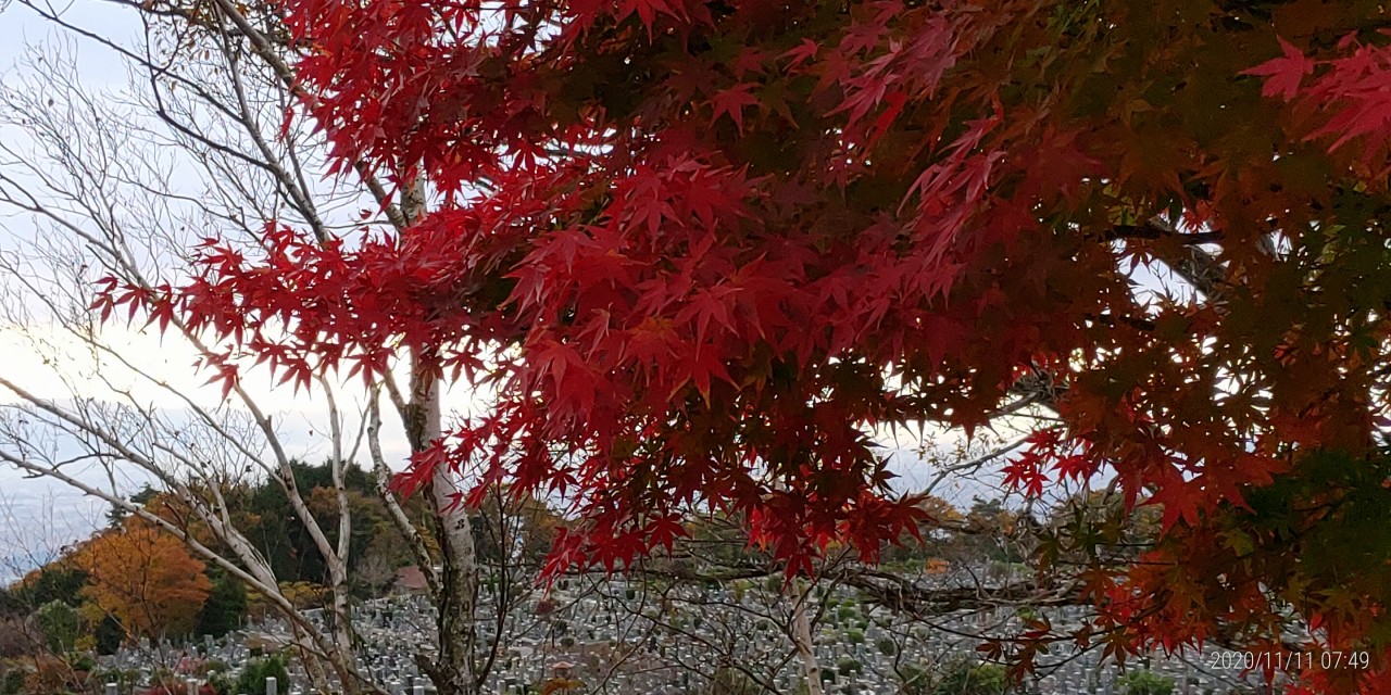 11区1番墓所内（紅葉）風景