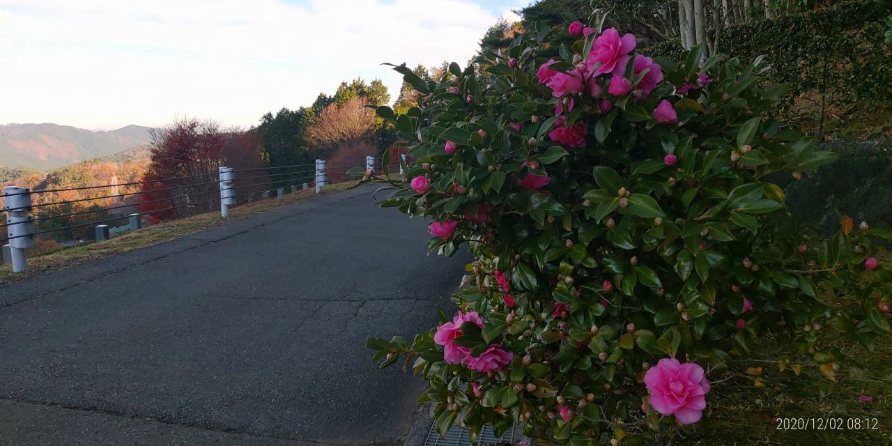 7区7番墓所あずま家（山茶花）