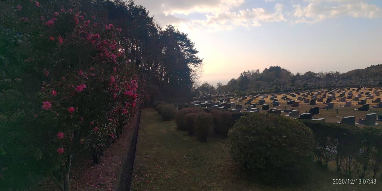 1区1番芝生墓所風景（山茶花）